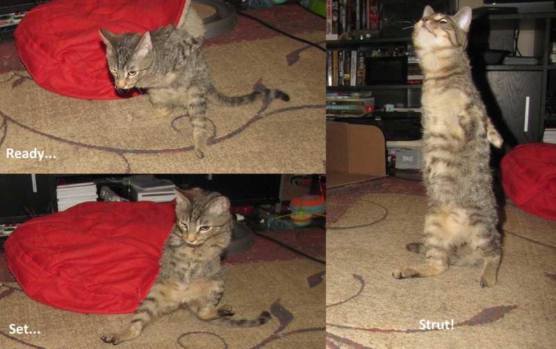 Illustration for article titled Mercury the two-legged cat does the world's cutest T. rex impressions